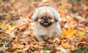 体毛が薄い女性が知っておくべき脱毛方法とは？