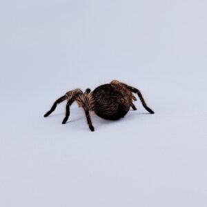 脚のぶつぶつ毛穴を脱毛して改善する方法は？