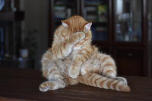 VIO脱毛で恥ずかしい気持ちをどう乗り切る？